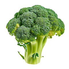 Broccoli. Isolated on transparent background.