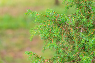 Bright green juniper branches illuminated by the sun. Juniper bush in autumn.