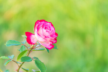 Close-up of a pink rose on green background