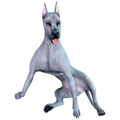 3D Rendering Blue Grat Dane Dog on White - obrazy, fototapety, plakaty