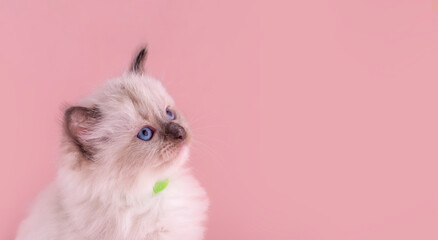 portrait of little  ragdoll kitten with blue eyes in green collar  sitting on a pink background....