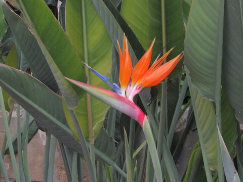 bird of paradise