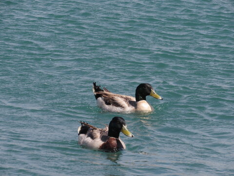duck on the water