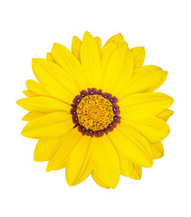 Top view flowering yellow gazania sun flower transparent or isolated background. Design element....
