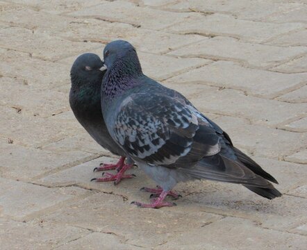 Lovey-Dovey Moment: Pigeons Sharing a Kiss