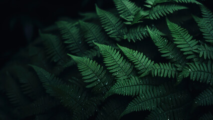 Fototapeta na wymiar Green fern leaves on a dark background. Natural green background.