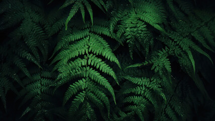 Fototapeta na wymiar Green fern leaves on a dark background. Natural green background.