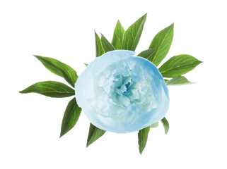 Beautiful light blue peony with green leaves on white background