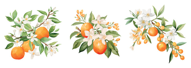 Fleur d'orange branches with oranges and flowers. Watercolor floral elements, decorative fruits and blossom. Trendy prints, vector templates set - obrazy, fototapety, plakaty