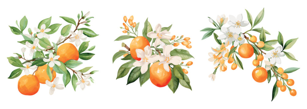 Fleur d'orange branches with oranges and flowers. Watercolor floral elements, decorative fruits and blossom. Trendy prints, vector templates set