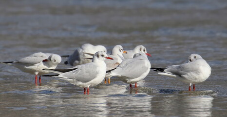 Fototapeta premium Common Black-headed Gull in sea, Larus ridibundus, birds of Montenegro