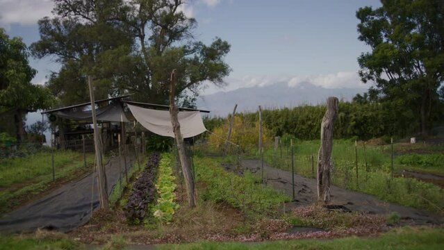 Plants and trees on a coffee farm