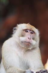 Close-up of face monkey look at camera, short hair brown, Grand Bassin, baboon, Rhesus macaque, Gibraltar, Thailand, animal, zoo, safari, pet, nature 