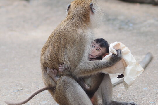 Mother monkey and cute baby holding hug, hand have waste plastic bag pollution, environmental problem, natural, food, banana, animal, background 