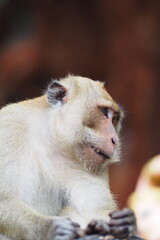 Smile monkey look at sideway, short hair brown, Grand Bassin, baboon, Rhesus macaque, Gibraltar, Thailand, animal, zoo, safari, pet, nature