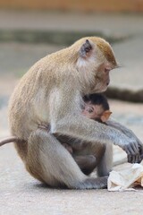 Monkey family and baby hug holding, waste plastic bag pollution, environmental problem, natural, food, banana, animal, background  