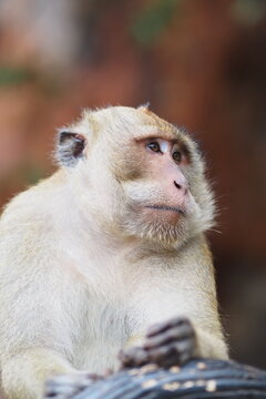 Cute monkey lives in mountain, short hair brown, Grand Bassin, baboon, Rhesus macaque, Gibraltar, Thailand, animal, zoo, safari, pet, nature
