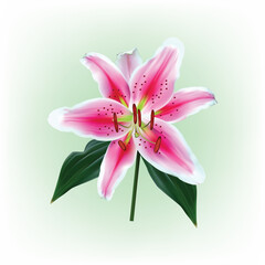 Pink lily flower isolated on white background. Realistic vector illustration