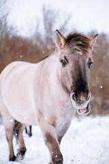  norwegian horses in the wilderness in winter 