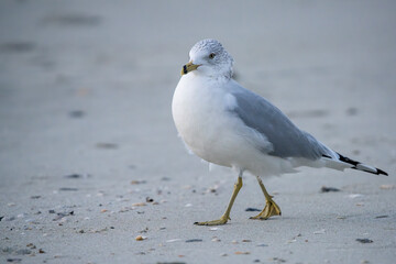 Seagull walking on the beach on a winter morning.