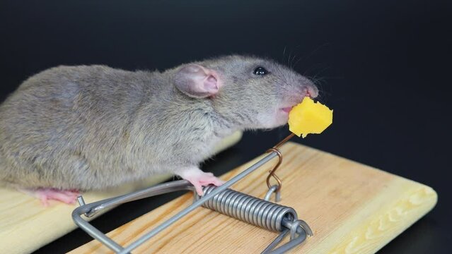An agouti rat sits on a mousetrap. A rodent eats cheese. Two traps isolated on a black background.