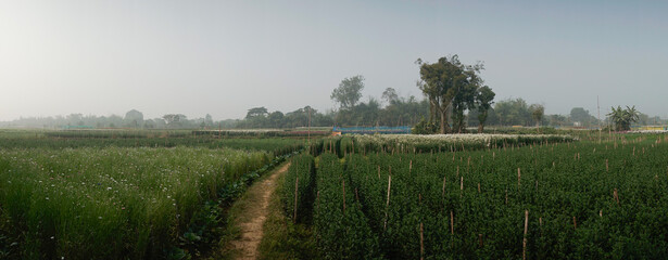 Panorama of multi-coloured aster and others flowers of khirai, West bengal, India in full bloom....