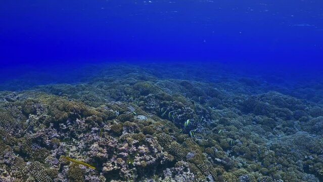 Incredible underwater life have been filmed in the French Polynesia (Tahiti), at the South pass in the atoll of Fakarava, Shoal of fish over the reef