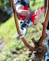 Vine grower pruning the vineyard with professional steel scissors. Traditional agriculture. Winter pruning. 