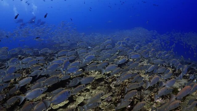 Incredible underwater life have been filmed in the French Polynesia (Tahiti), at the South pass in the atoll of Fakarava, Shoal of fish over the reef