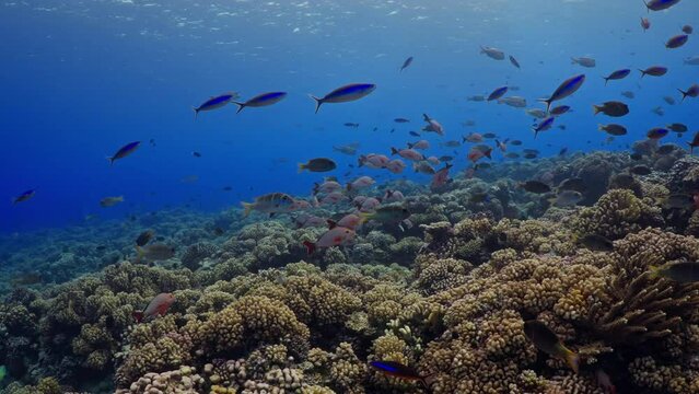 Incredible underwater life have been filmed in the French Polynesia (Tahiti), at the South pass in the atoll of Fakarava, Shoal of fish over the reef