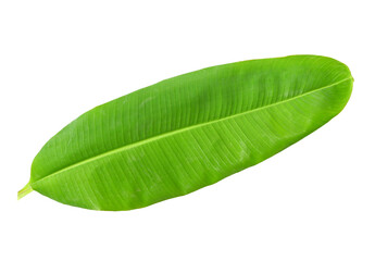 Fresh whole banana leaf on transparent png