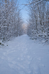 snowy trees, wintry snowy landscape
