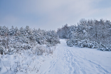 snowy trees, wintry snowy landscape