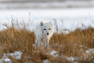 Arctic fox (Vulpes Lagopus) in winter time in Siberian tundra