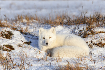 Arctic fox (Vulpes Lagopus) in wilde tundra. Arctic fox lying. Sleeping in tundra.