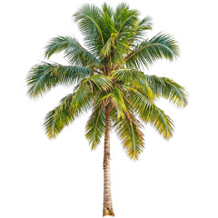 Fototapeta premium PNG Palm Tree or Coconut Trees transparent background