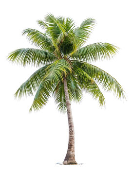PNG Palm Tree or Coconut Trees transparent background