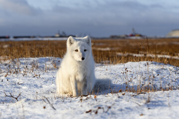  Arctic fox (Vulpes Lagopus) in wilde tundra. Arctic fox sitting.