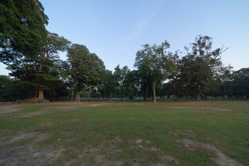 Forest trees in plantation, Thailand. Way through garden park in summer season. Nature landscape background.