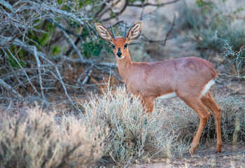  A portrait of a Steenbok ram (Raphicerus campestris) in the Karoo National Park, Westen Cape.