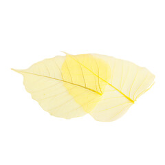 Artificial yellow skeletonized leaf isolated on white background. Beauty nature concept.