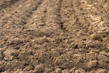 greenhouse cultivation of lettuce, vegetable harvest period and particular land with vegetables