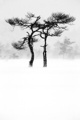 Pine trees in blizzard at Torronsuo national park, Tammela, Finland. 