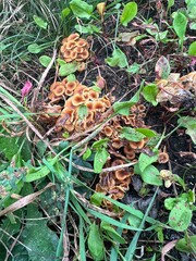landscapes, fungi, flowers.