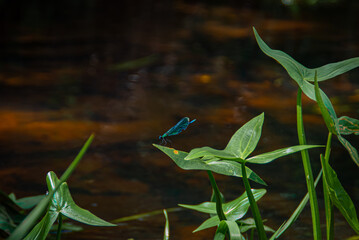 Ważka na liściu © Maciej