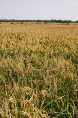 field of wheat