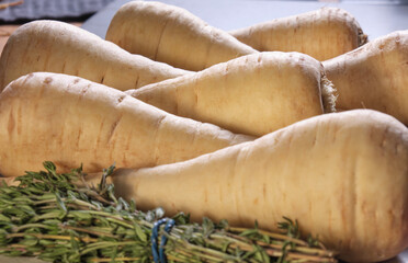 Root vegetables. Close up shot of a row of unwashed parsnips. Backlit with selective focus.