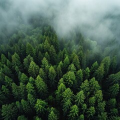 The dense green forest looks beautiful from bird's eye view. AI generated illustration