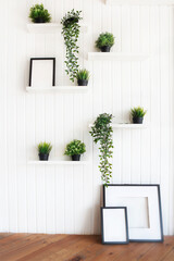 Green plants on white shelves on white wall