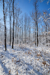 beautiful winter landscape with forest and snow on a sunny day